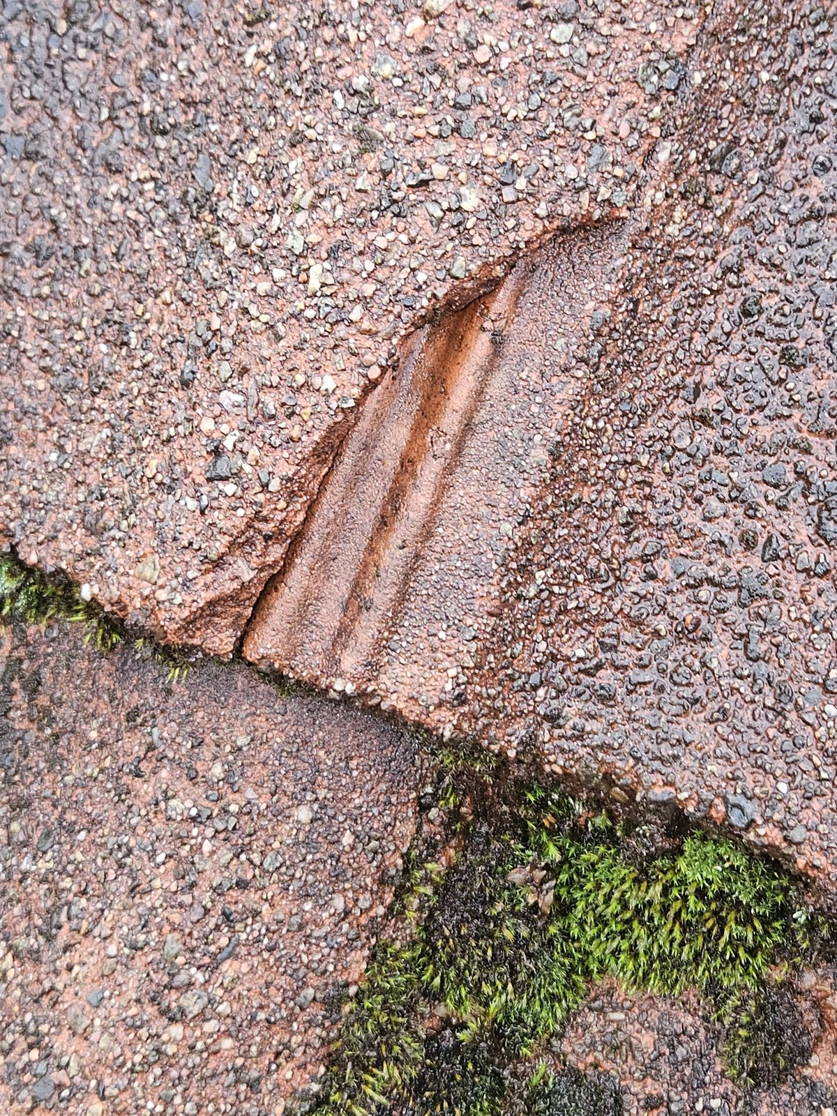 Betongpanna med skadad yta och påväxt i skarven, närbild – Mölndal